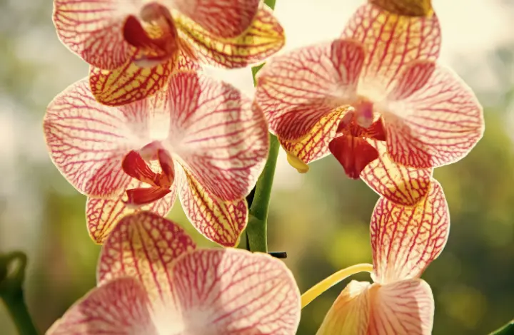 Top 5 Orchids for Beginners - Phalaenopsis Orchid