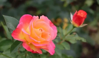 Top Rose Varieties to Grow in India - MOG