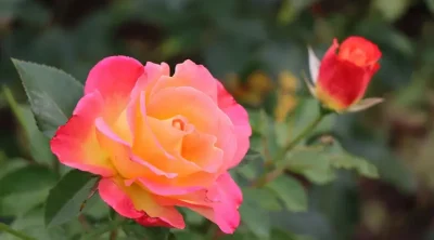 Top Rose Varieties to Grow in India - MOG