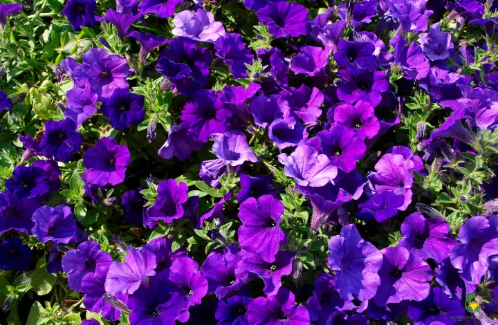 Beautiful Flower Hanging Baskets - Supertunia Petunias