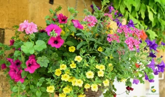 Beautiful Flower Hanging Baskets for Your Balcony - MOG