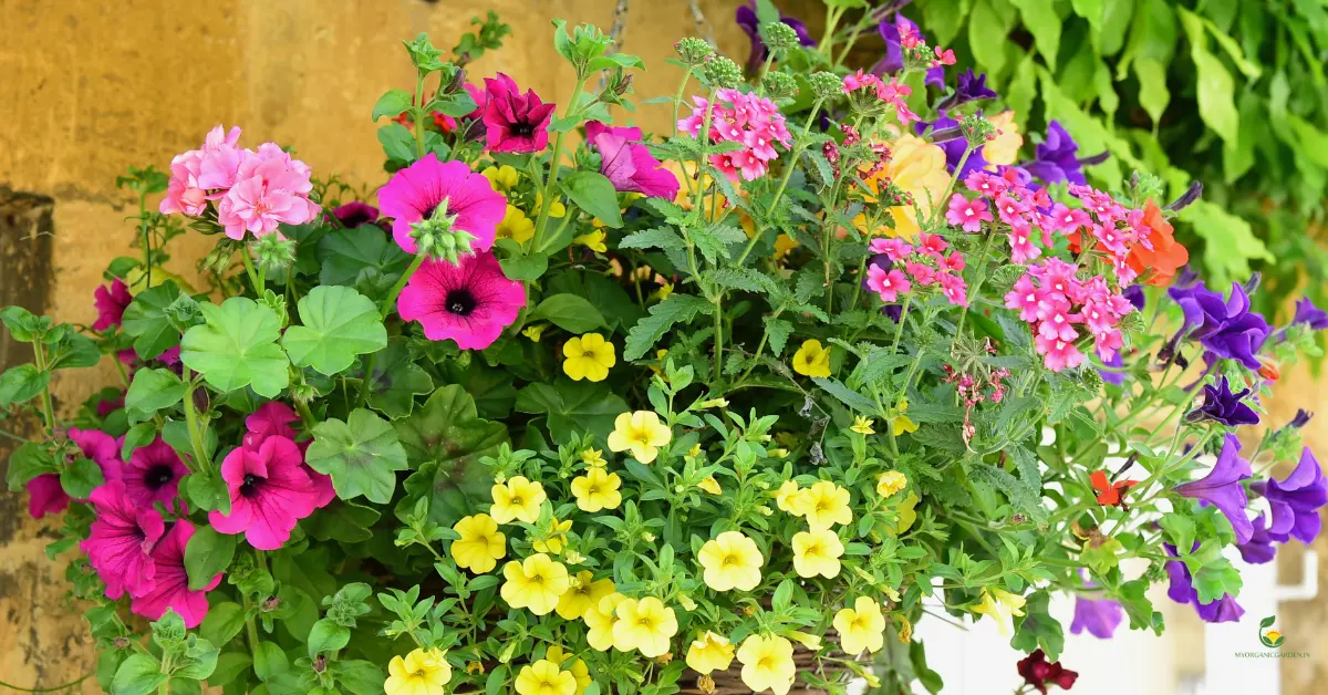 Beautiful Flower Hanging Baskets for Your Balcony