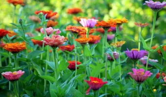 Beautiful Flowers to Grow in Your Monsoon Garden - MOG