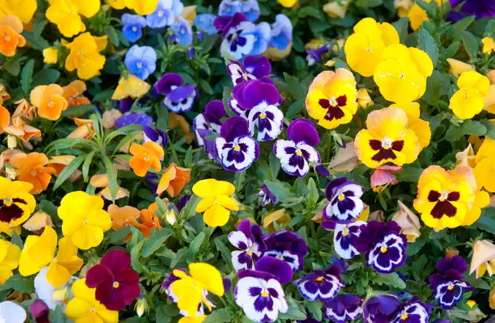 Beautiful Flowers to Grow in Your Monsoon Garden - Pansies