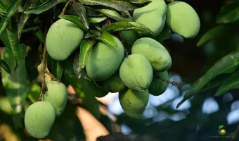 Fruit Trees to Grow in Pots - Kalapadi mango - MOG