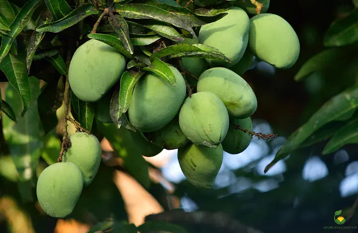 Fruit Trees to Grow in Pots - Kalapadi mango