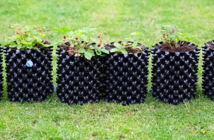 Growing Plants in Air Pots