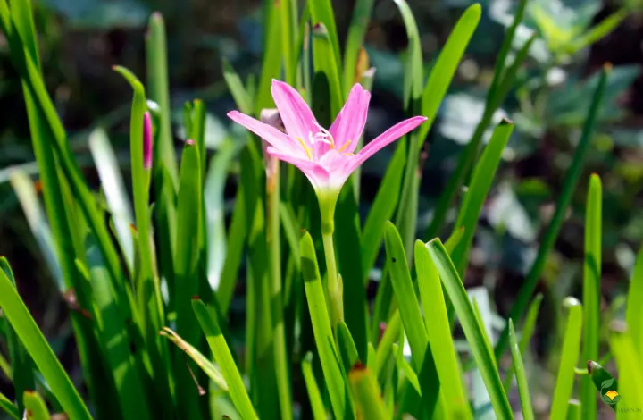 How to Care for Plants During the Monsoon Season in India