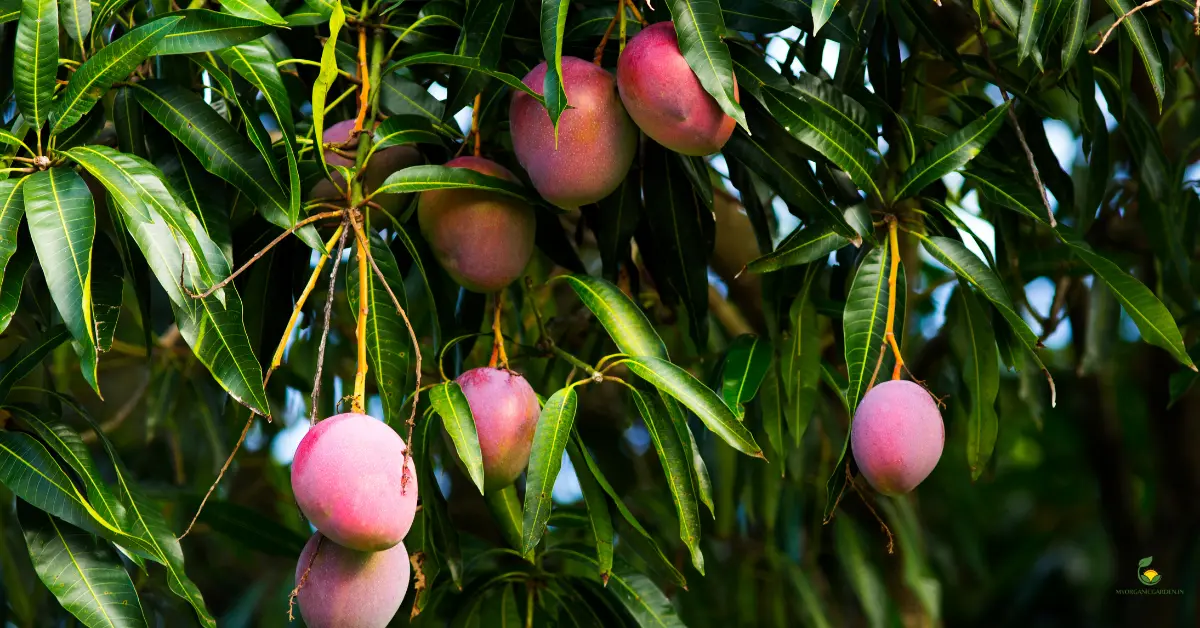 How to Get More Yield from Mango Trees Grown in Pots