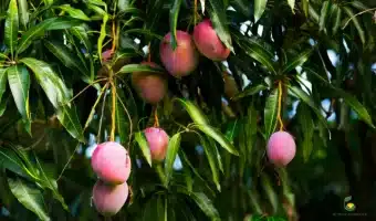 How to Get More Yield from Mango Trees Grown in Pots - MOG