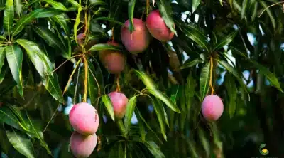 How to Get More Yield from Mango Trees Grown in Pots - MOG