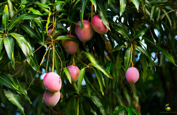 How to Get More Yield from Mango Trees Grown in Pots