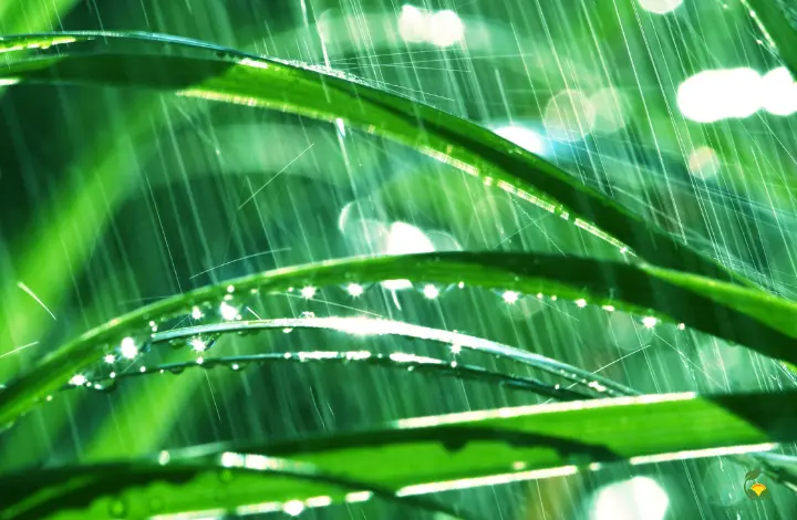 How to Take Care of Your Plants During the Monsoon