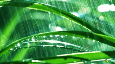 How to Take Care of Your Plants During the Monsoon - MOG