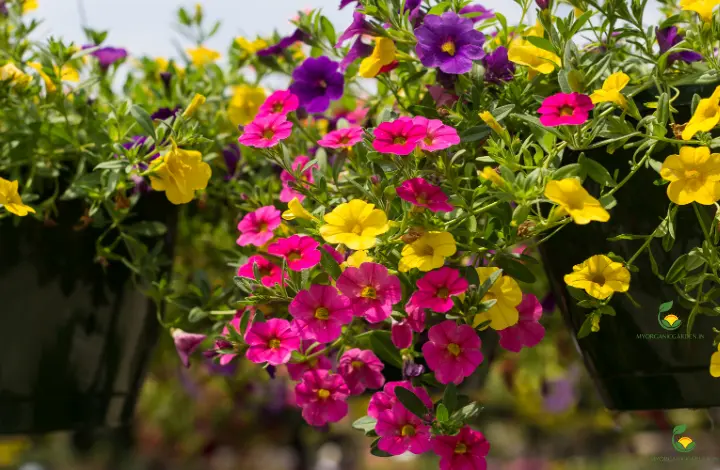 Million Bells Calibrachoa