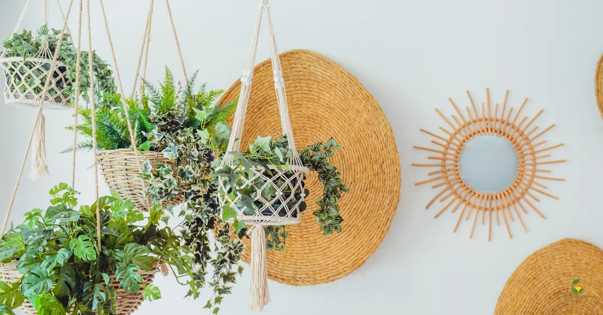 Exquisite Foliage Plants for Hanging Baskets MOG