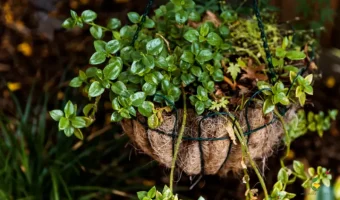 Popular Foliage Plants for Hanging Baskets - MOG