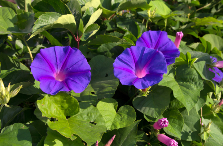growing-morning-glory-in-containers