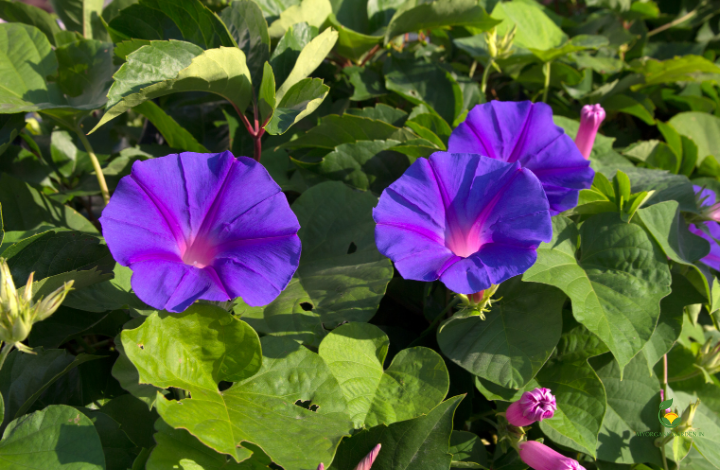 Growing Morning Glory in Containers - A Complete Guide