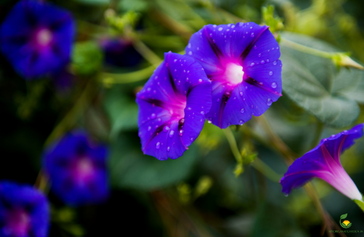 how to grow morning glory in containers