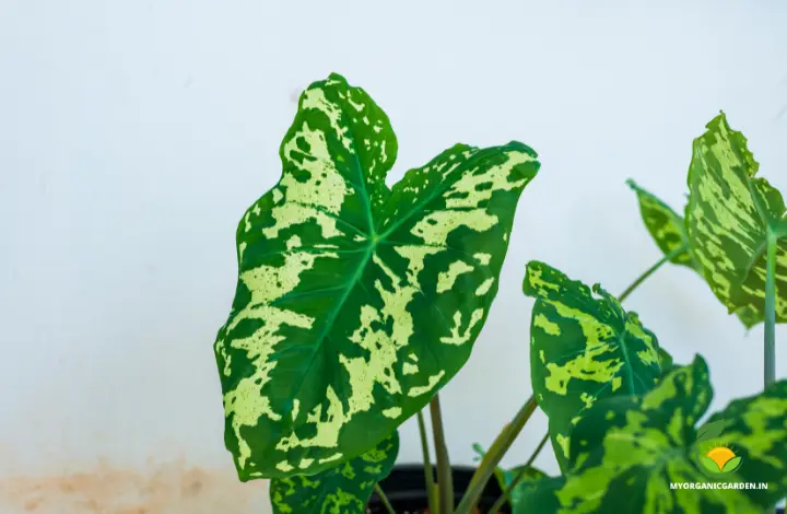 Alocasia Hilo Beauty