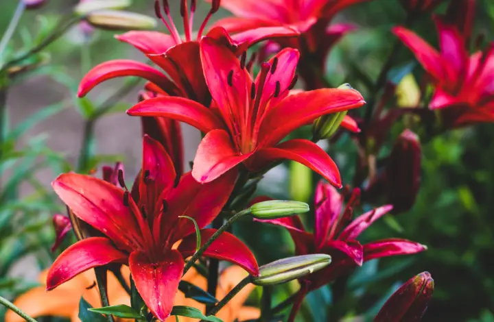 Asiatic Lilies