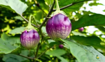 Best Brinjal Varieties in India - MOG