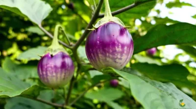 Best Brinjal Varieties in India - MOG