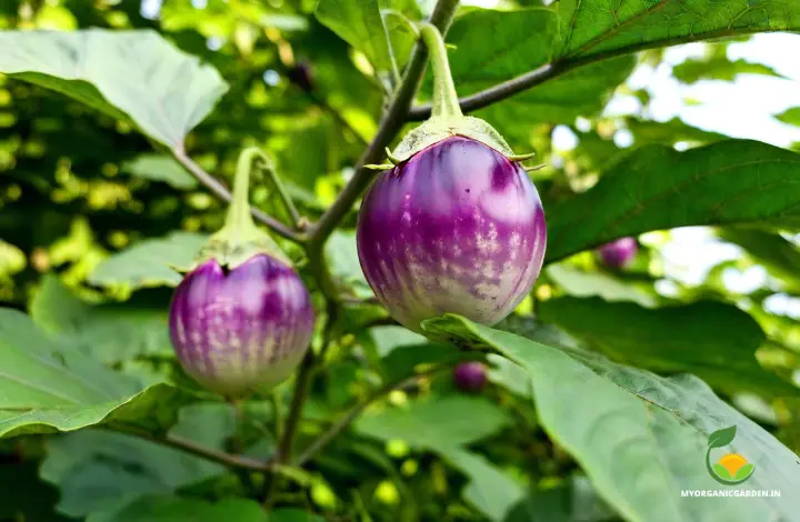 Best Brinjal Varieties in India