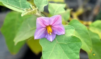 Common Brinjal Plant Infections - MOG