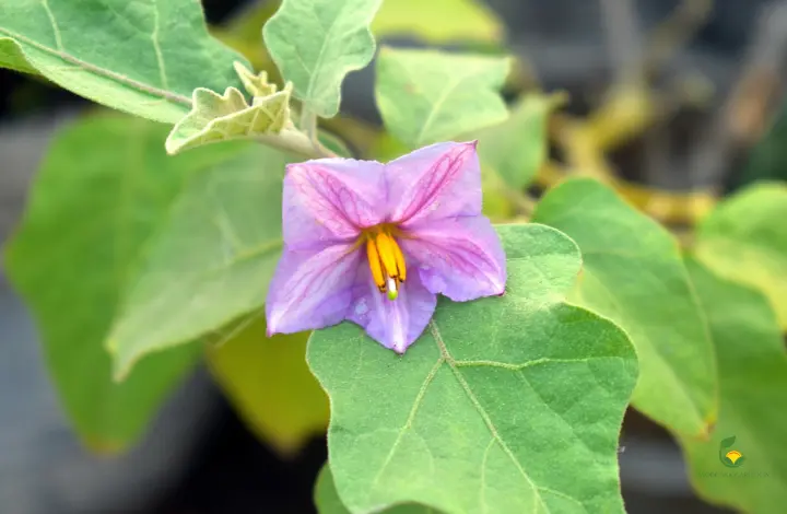 Common Brinjal Plant Infections - MOG