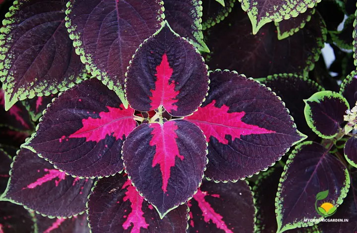 Fairway Coleus Variety