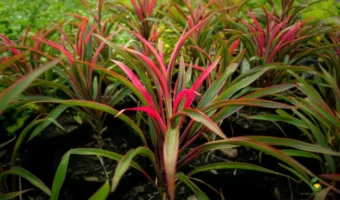 Growing Dracaena plants - MOG
