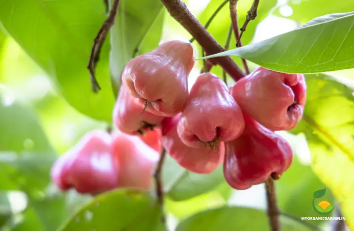 Growing Water Apple Tree