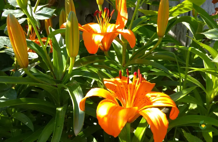 How to Grow Asiatic Lilies in Your Balcony Garden - MOG
