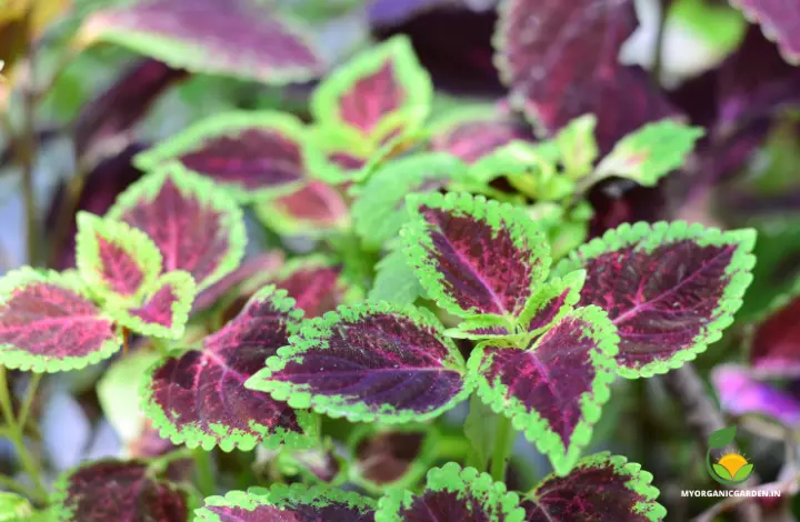 Kong Coleus Variety