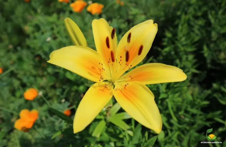 Pollyanna asiatic lily