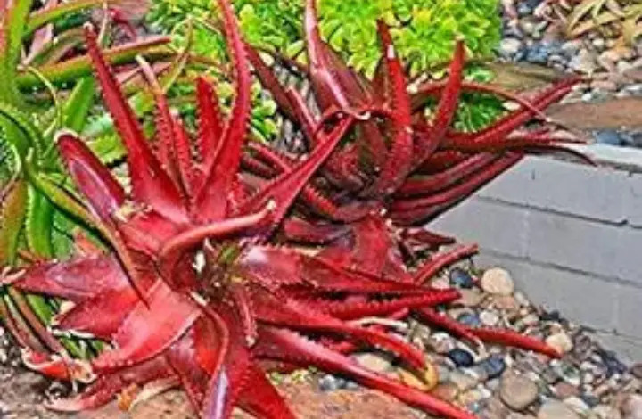 Red Aloe