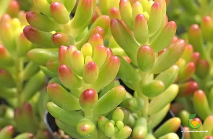 Sedum Jelly Bean