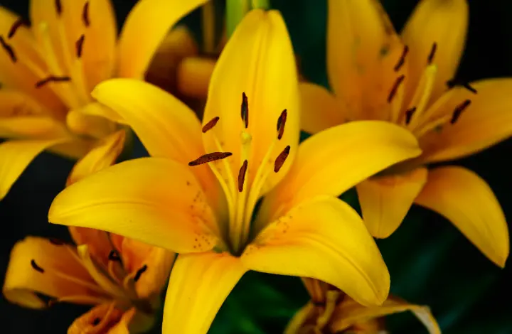 Tiny Bee Asiatic Lily