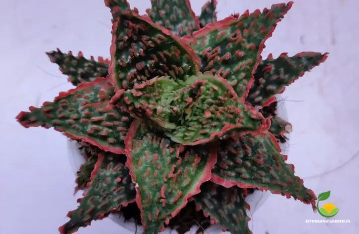 Unique Variegated Aloe Plants - Aloe Firecracker