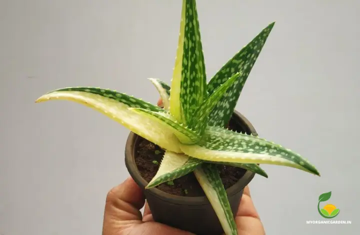 Unique Variegated Aloe Plants - Aloe Nobilis