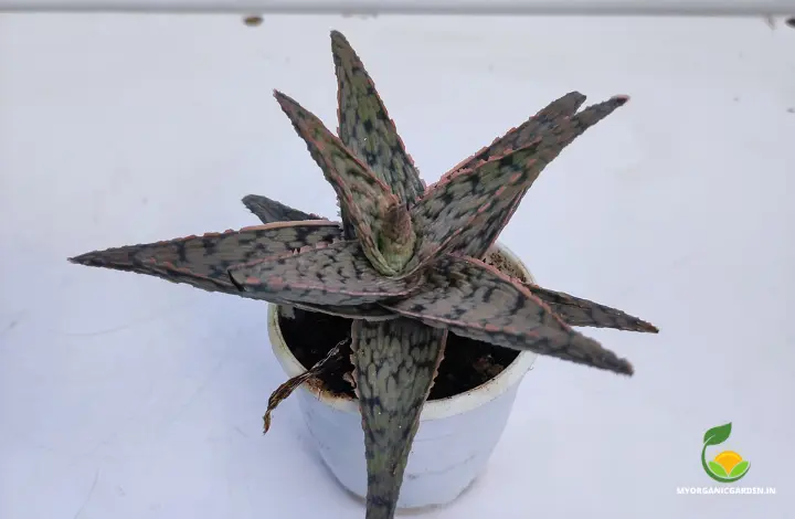 Unique Variegated Aloe Plants - Aloe Pink Blush