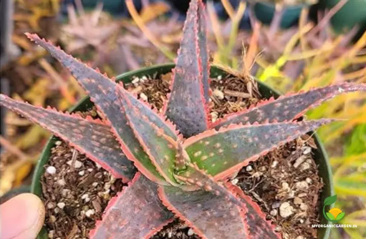 Unique Variegated Aloe Plants - Christmas Aloe