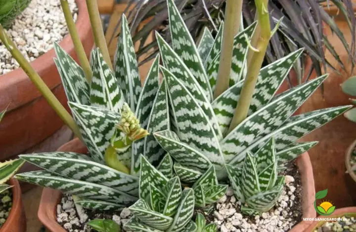 Unique Variegated Aloe Plants - Hawaiian Soap Aloe