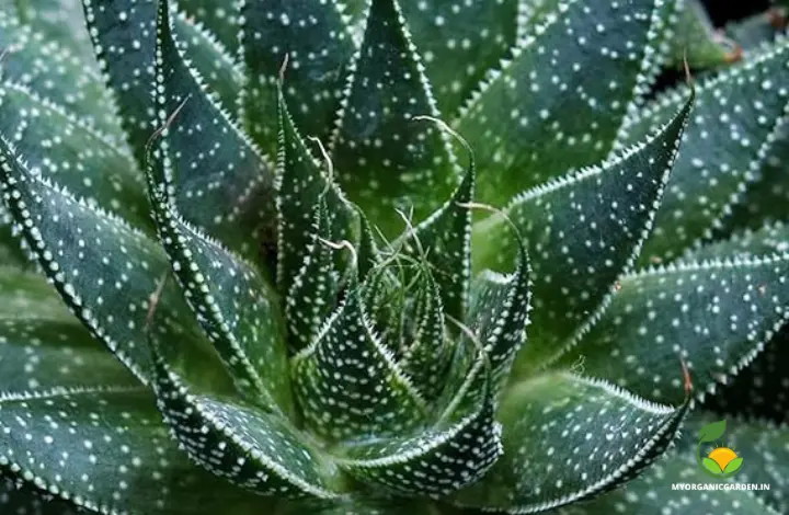 Unique Variegated Aloe Plants - Lace Aloe