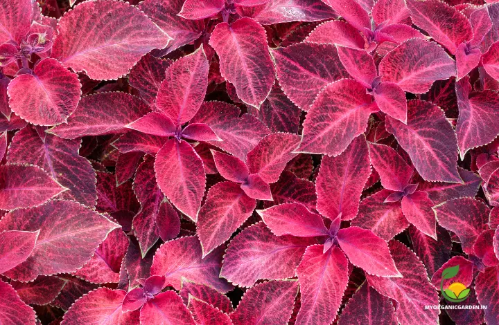 Wizard Coleus Variety