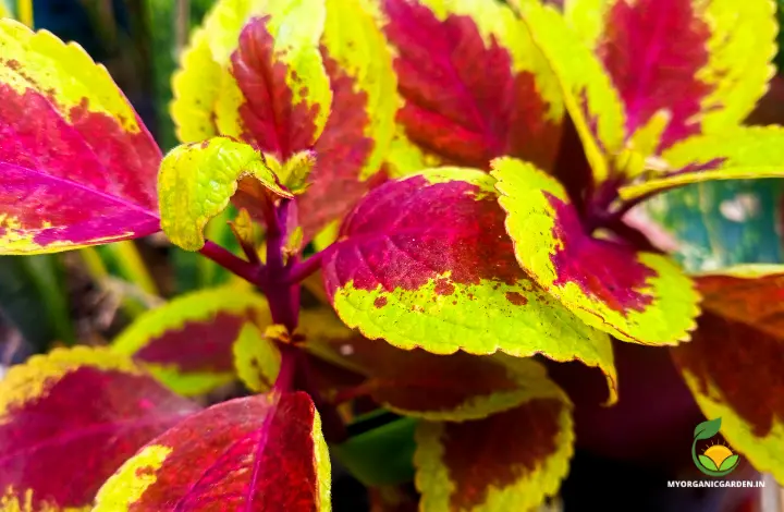 ColorBlaze Coleus